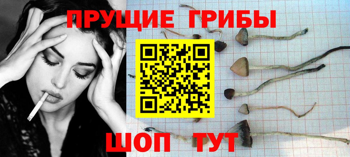 Псилоцибиновые грибы мицелий Переславль-Залесский